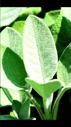 Sage Benefit Explained #food #nutritionassistance #healthbenefits #vegetables #easynutrition #herbal