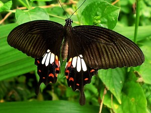 Papilio iswara - Alchetron, The Free Social Encyclopedia