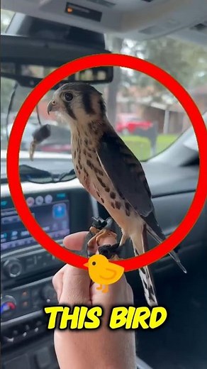 The Fastest of Predators: American Kestrel's Hunting Tactics