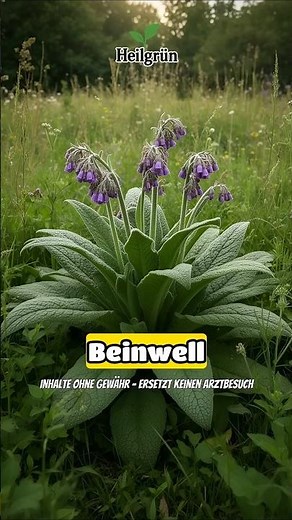🌱 Beinwell #natur