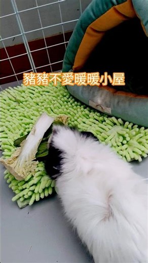 就愛在外跑來跑去 #可愛い #饲养员日常 #寵物友善日常