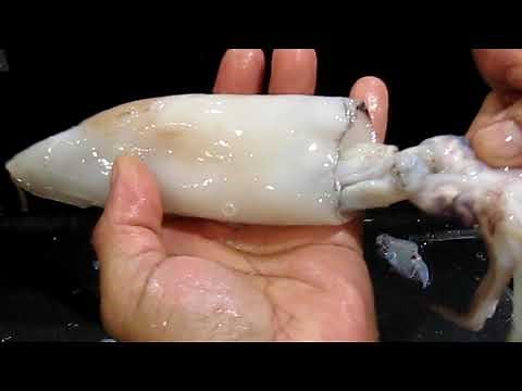 How to clean squid and squid before cooking