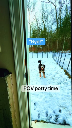 Funny Dog Moments Showcasing Main Character Energy