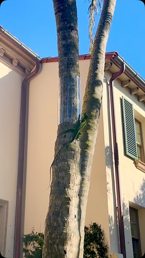 With the arrival of spring, it’s time to protect your garden from the invasive iguana population. Secure your plants and trees with IggyWrap- and enjoy a flourishing landscape! #IggyWrap #IggyTrap #IguanaTreeWrap #Miami #PalmBeach #Florida #DelrayBeach #SouthFlorida #Conservation #Florida #FloridaLife #Lifestyle #Trending #Video #PestControl#AnimalControl | IggyTrap of Florida