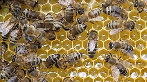 Bees convert nectar in to honey. Bees fill honeycomb with nectar, which is then converted into honey.