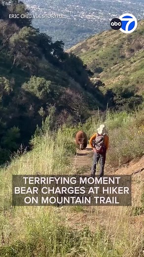Terrifying footage captures the moment a hiker came face-to-face with and was charged by a brown bear on a hiking trail in Sierra Madre, California, on April 15. Eric Chiu told Storyful he was walking the Mount Wilson Trail when he encountered a bear “about 10 feet away from me.” Chiu said he warned a nearby hiker about the bear, who then tried to scare the bear away. Tense footage captured by Chiu shows the hiker jumping and jingling bells as he faces the bear. The bear slowly steps toward the