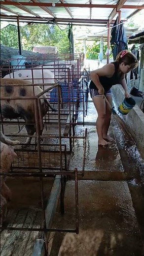 What We Feed Our Pigs Daily 🐷 | Farm Life #pigfeed #farmlife #pig