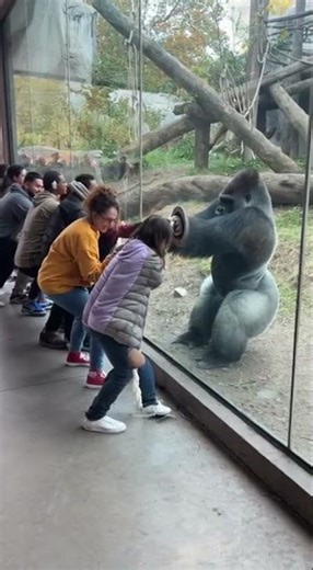 Gorilla vs 10 Humans in Epic Tug of War