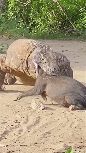 The extremely ferocious hunting behavior of Animals - cheetah, komodo