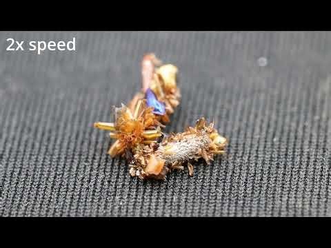 Meet the 'Bone Collector' Caterpillar: A Rare Hawaiian Insect That Wears Its Prey and Lives Among Spiders