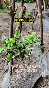 3.9M views · 25K reactions | Nag try ako ng Msg sa Halaman Kong Kalamansi #MSG #fertilizer #bestfertilizer | Mark of the Jungle Plants | Facebook