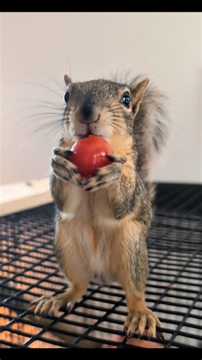 842 reactions · 13 comments | On Mondays, we poop while we eat  #neo #multitasking #babysquirrel #mondaymood | Erica Vetra | Facebook