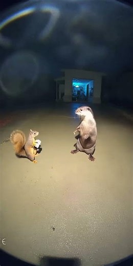 Why Is a Squirrel Training Boxing With an Otter!