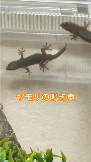 【ニホンヤモリ】ヤモリのオスの鳴き声。メスが近づいてきたのが嫌だったのかな?
