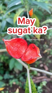 Pandakaki, pandakaking-puti, or banana bush, native plant | Ethan Hernandez