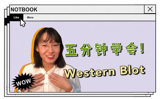 五分钟学会western blot！/western blot原理讲解