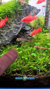 Aqua Rebell Freshwater Goby Vibes 🐠🍀 #aquarebell #plantedaquarium #notaquascaping #aquarium #fishtank #natureaquarium #aquariums #aquaticplant #aquariumhobby #fishkeeping #easyhobby #weloveaquariums #rhinogobius #gobies | Oliver Knott