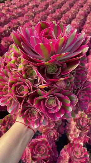 Aeonium Pink Which 💕💕#aeonium #aeoniums #succulents #succulentlove #garden #gardening #plant #plants #HolidayOREOke