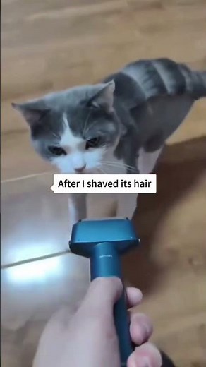 Hilarious Cat Grooming Moments Gone Wrong – Funny Cat Grooming Fails Compilation