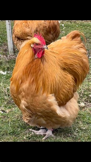 9.7K views · 208 reactions | Buff Orpington cocks available. New bloodline in the market. Call or app 0715284837 | Nhemachickens & Hatcheries | Facebook