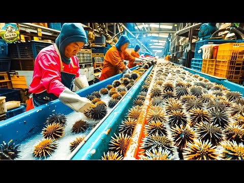 How to Raise Thousands of Sea Urchin | Sea Urchin Harvesting and Processing