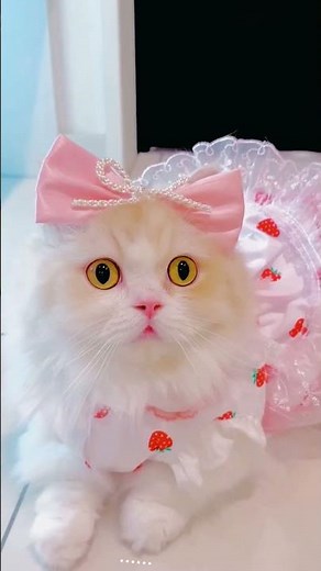 The Most Beautiful Cats in the World