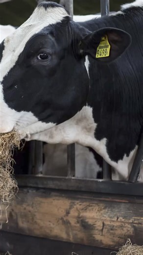 When humans cause a problem for animals via selective breeding, then use that problem as an excuse to say "they need us to do this.." 🤦 It's an insanely twisted, and disrespectful notion - when they only experience these issues because of us in the first place. 👀 Cow's produce too much milk, sheep grow too much wool, chickens lay too many eggs, so on and so forth. 🐮🐑🐔 Vegans would suggest - rather than perpetuating the violence, and excusing ourselves of it - just stop it. Stop the breeding