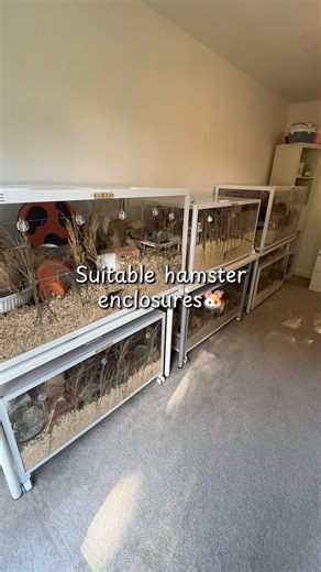This isn’t all enclosures but some I’d recommend☺️ Hamsters need a minimum enclosure of 100x50x50cm, as this gives them enough room to express natural behaviours. This space allows for enrichment like a correctly sized wheel (28 cm for Syrians), deep bedding (around 8–10”), cork tunnels, safe roots, sprays, forage, varied textures, multiple hides (at least 3), & a multi-chamber hide 🐹🏡 #foryoupage❤️❤️ #hamstercare ##hamstersoftiktok #foryoupage❤️❤️ #fyp