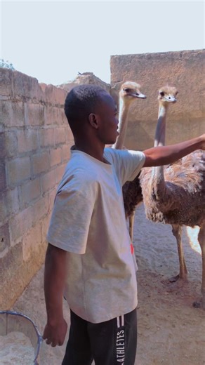 Voice Effects in Poultry Habits