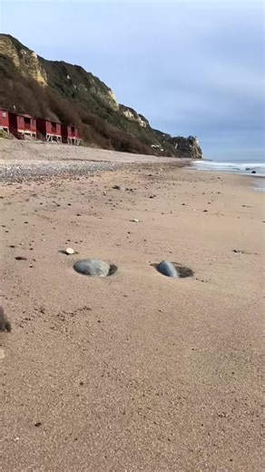 Effective Dog Training Techniques for Staffies