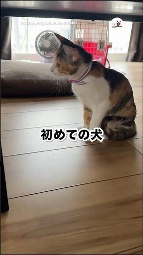 初めて犬とご対面｜PECO