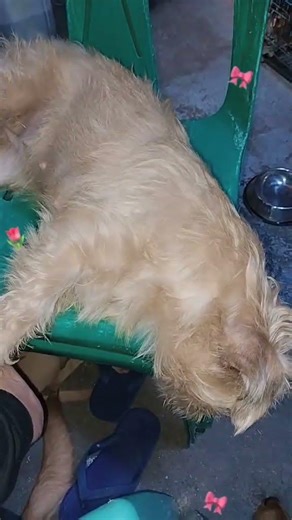 hawak mo beat ni shiela 🤣 | AC Lazaro Tapec Official Channel