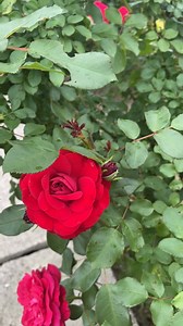 Watch Bright Red Rose Bush on Amazon Live