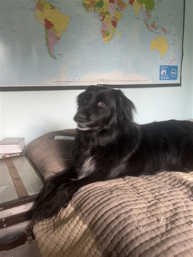 Squirrels Take Over: Dogs Eyeing Their Tree Invasion