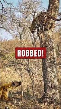 3 Times Predators Pulled Off Brutal Nature Heists 🚨#shorts #wildlife
