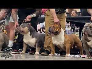 The Most EXTREME Bully Stack Off - 2026 - ABKC Jacksonville Bully Showdown 6