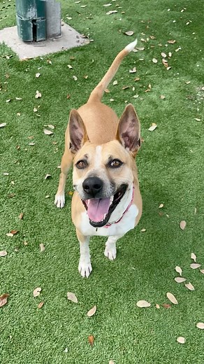Check out #shepherdmix CHANEL #A281495 a pretty, 3-year-old girl looking love. Approximately 50 pounds, CHANEL is a perfectly sized sweetheart and she’s waiting to meet you. #adopt #CollierDAS www.collierpets.com (Naples, FL) | Collier DAS Dogs -by volunteers