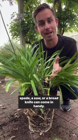 Michael Griffiths on Instagram: "How to divide agapanthus and other clump forming perennials in Spring. This is the same regardless of whether your agapanthus is in the pot or the ground. You’ll want to do this every couple of years if your plant is putting out less flowers, its root bound or its look bald in the middle. Look for clumps and then cut through the crown. Leave it overnight to stop the plant bleeding. Pot it up with a mix of 30% grit and 70% compost. #perennials #agapanthus #plantdi