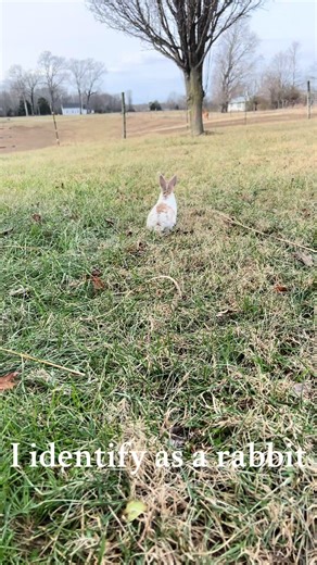 Adorable Sweetness of Mini Rex Rabbits