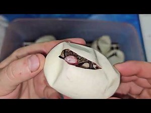 Twenty-third Ball Python Egg Cutting of 2025: White Diamond!