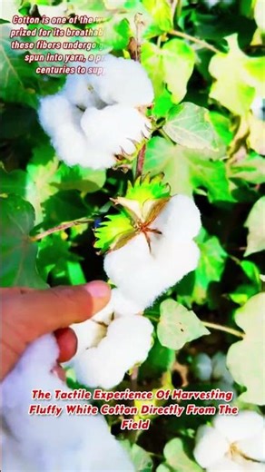The Tactile Experience Of Harvesting Fluffy White Cotton Directly From The Field