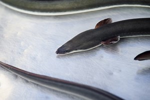 ニホンウナギの秘密すべてご紹介！基礎知識からおもしろ雑学までやさしく解説 | きのした生魚店