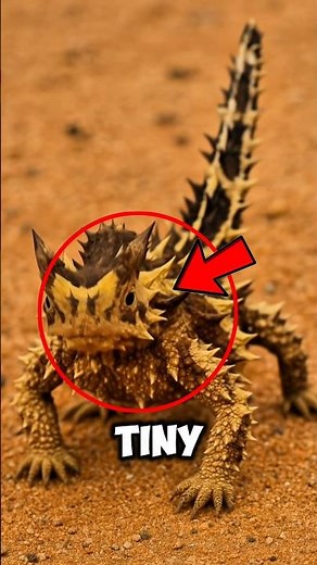 This Tiny Dragon Looks Dangerous… But It’s Actually Harmless 😳 #didyouknow #amazinganimals #wildlife