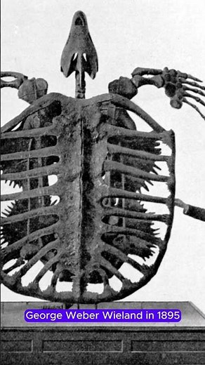 Biggest turtle ever... Archelon.