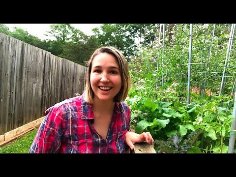 3 WAYS TO EAT RADISH PODS: Get a second harvest from bolting radishes | Harvest and Cook | Auxhart