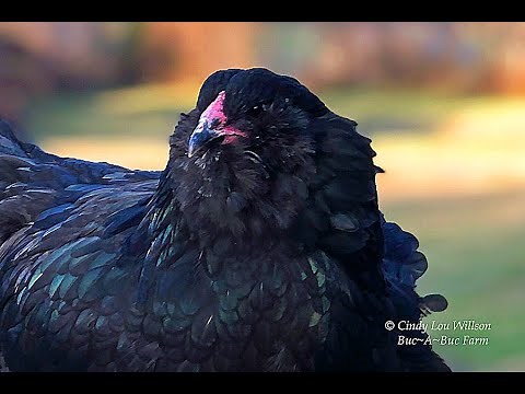 HEN or a ROOSTER? How to tell! Easter Egger / Ameraucana Pullet