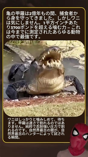 ワニの顎の力は1平方インチあたり3700ポンド — 2億年続いた亀の甲羅を超える自然の力