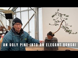 An Ugly Pine into an Elegant Bonsai