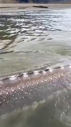 🐟 Sturgeons: Actual Living Fossils These fish were alive when dinosaurs were trending. Sturgeons have been swimming Earth’s waters for over 165 million years — basically unchanged. That makes them living fossils… and possibly the most ancient-looking thing you’ll see today that isn’t a rock. Dinosaurs: extinct. Sturgeons: still vibing. 🧠 Evolution said, “Perfect. Don’t touch.” 👕 Ancient energy → www.scienceb-tch.com 💬 What animal do you think looks most prehistoric? ❤️ Like if evolution flex