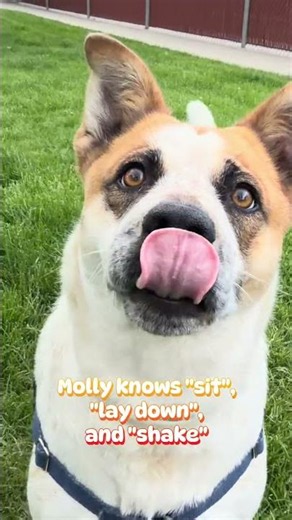 Utah Humane - Molly